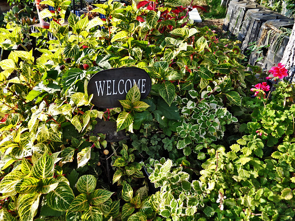 summer garden with welcome sign