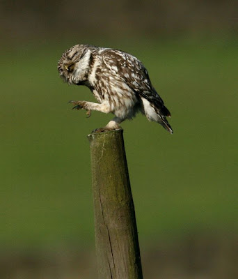 Laughing Owls Seen On www.coolpicturegallery.us