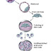 Embryonic Stem Cells