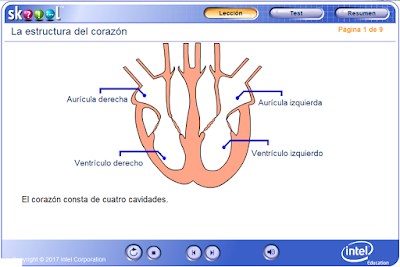 http://ww2.educarchile.cl/UserFiles/P0024/File/skoool/European_Spanish/Junior_Cycle_Level_1/biology/heart_structure/index.html