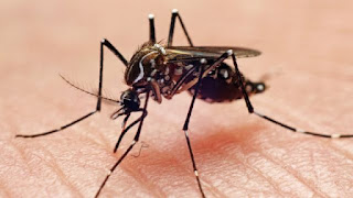 Aedes Aegyphit