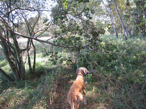 trees down across trail