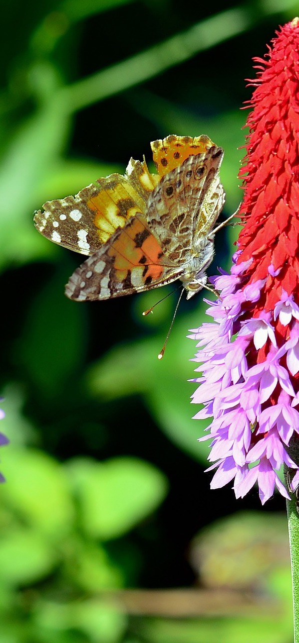 A painted lady butterfly.