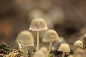 Mushrooms