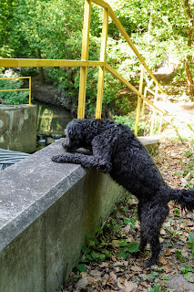 Drain tunnel in Sherwood Park Off-Leash Paradise