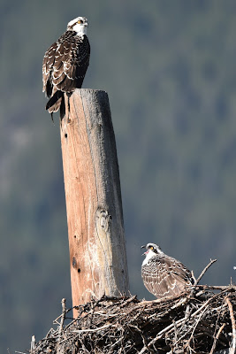 Osprey Banff Legacy Trans Canada Trail.