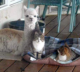 foto persahabatan seekor alpaca dan sepasang kucing 02