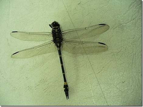 clip_image002