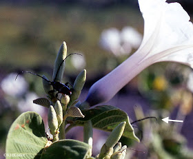 Ipomoea carnea Costa Rica