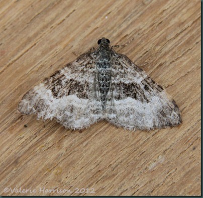 Common-Carpet