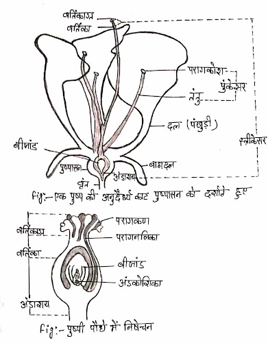 flower-structure-in-hindi-class10