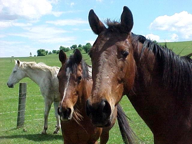 horse pictures. As for me and my horse we will