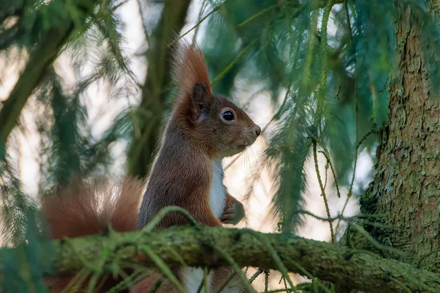 Veverița roșie (Sciurus vulgaris)