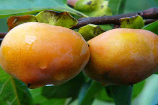 The Sides Effect of Persimmon Fruit