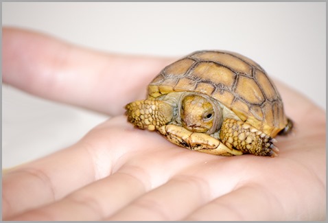 Tortoise in my hand