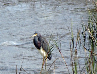 Tricolored-Heron (800x600)