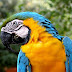 Nomes de Animais Silvestres