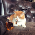 Never Too Late: if you missed the IPKat last week
