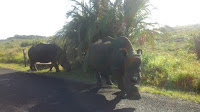 Two beautiful  rhinos along the road between Cape Vidal  and St  Lucia  in the iSimangaliso  Wetland Park 