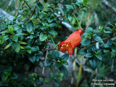 Botellita Mitraria coccinea