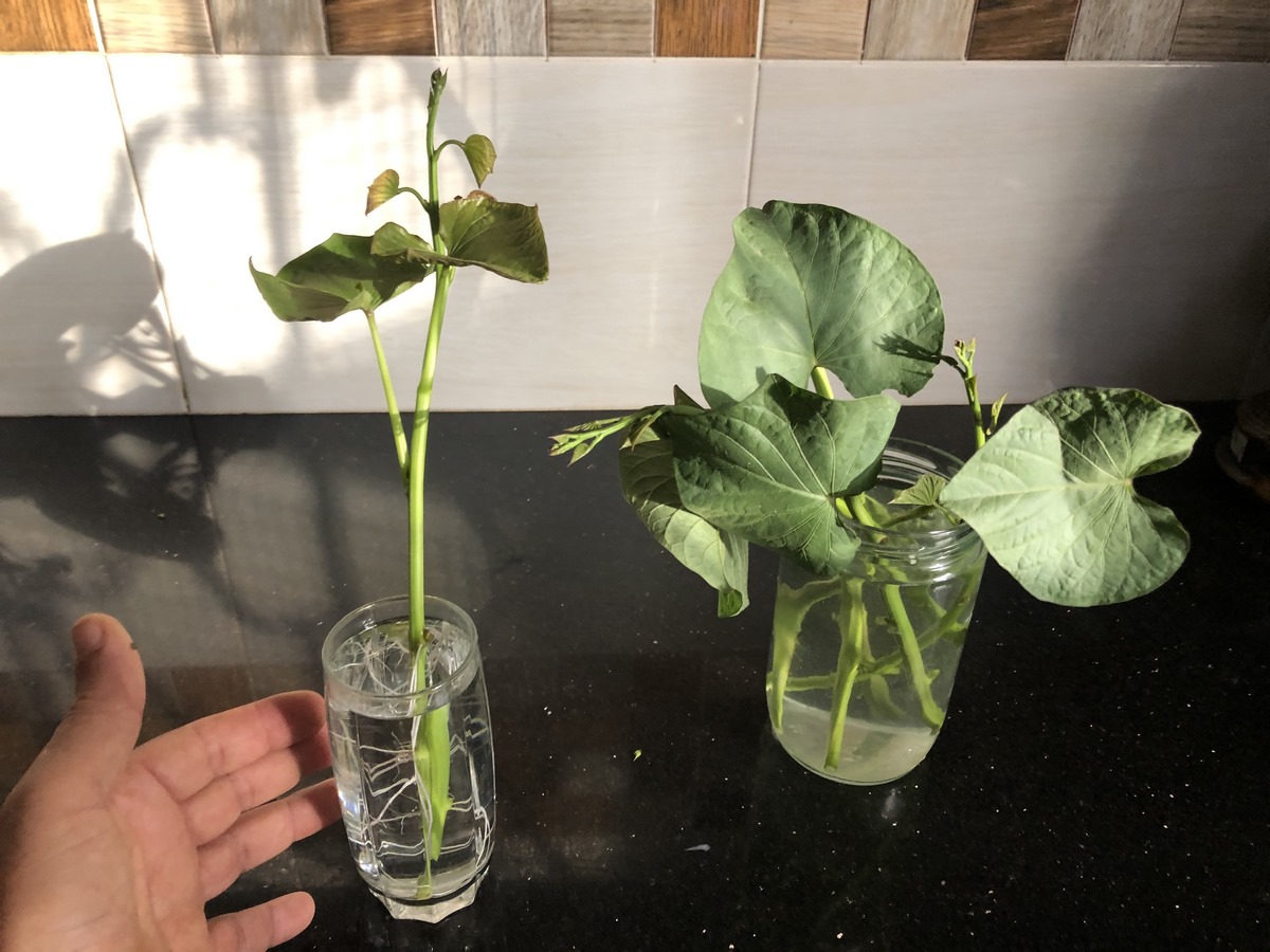 Rootting Sweet Potato Vine cuttings in water is easy and rewarding.