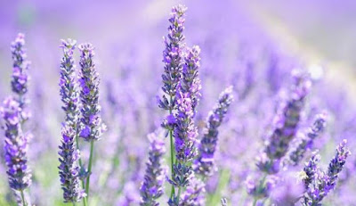 Minyak Lavender Merawat Rambut Indah dan Harum