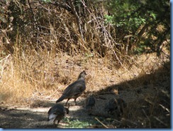 3014 Gambel's Quail at Jumbo Rock Joshua Tree National Park CA