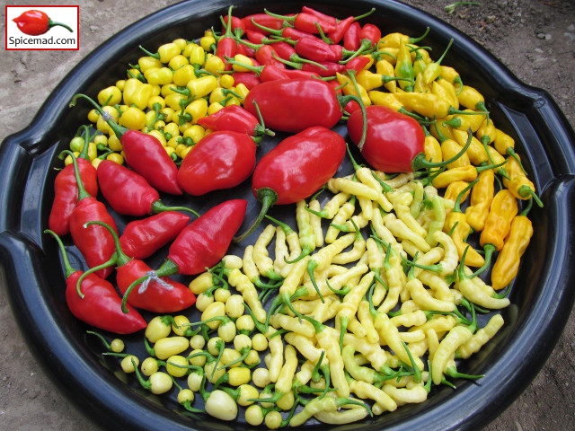 Chilli Harvest - 26th August 2020