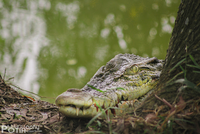 Buaya di Tasik Paya Indah Wetlands