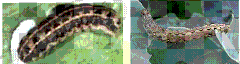 clip_image006
