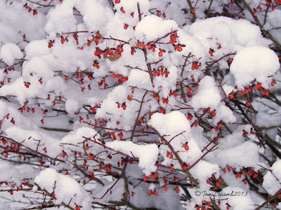 A winter feast for the birds