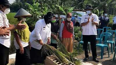 Wakil Bupati Purworejo Miwiti Panen Lahan Demplot Phonska Oca di Karangrejo Loano