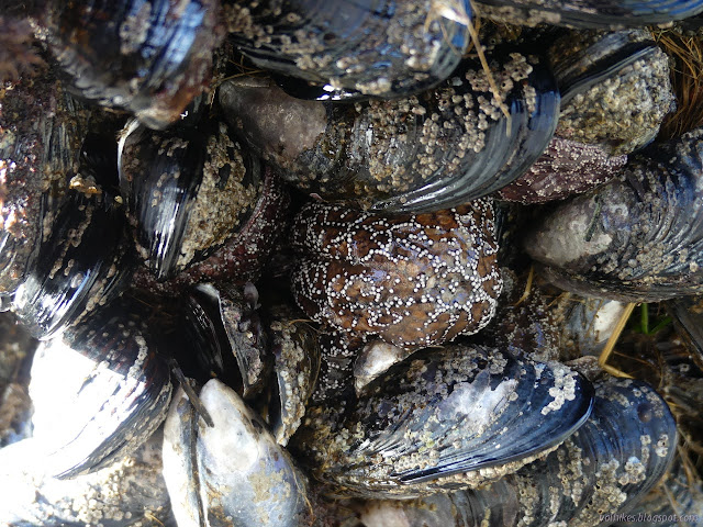 mussel encased in starfish as a thin wrapping