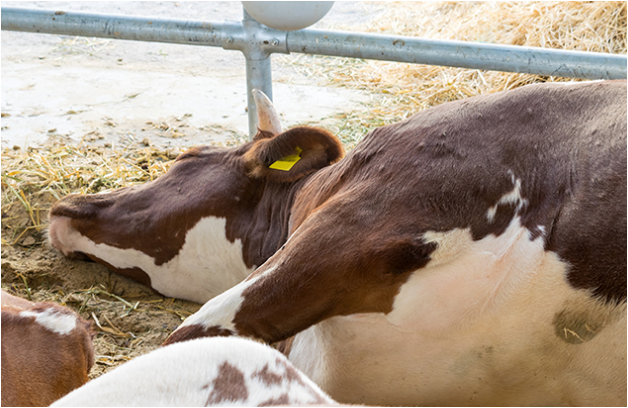 Contaminação em massa: vacas injetadas com "vacina" de mRNA morrem quase instantaneamente