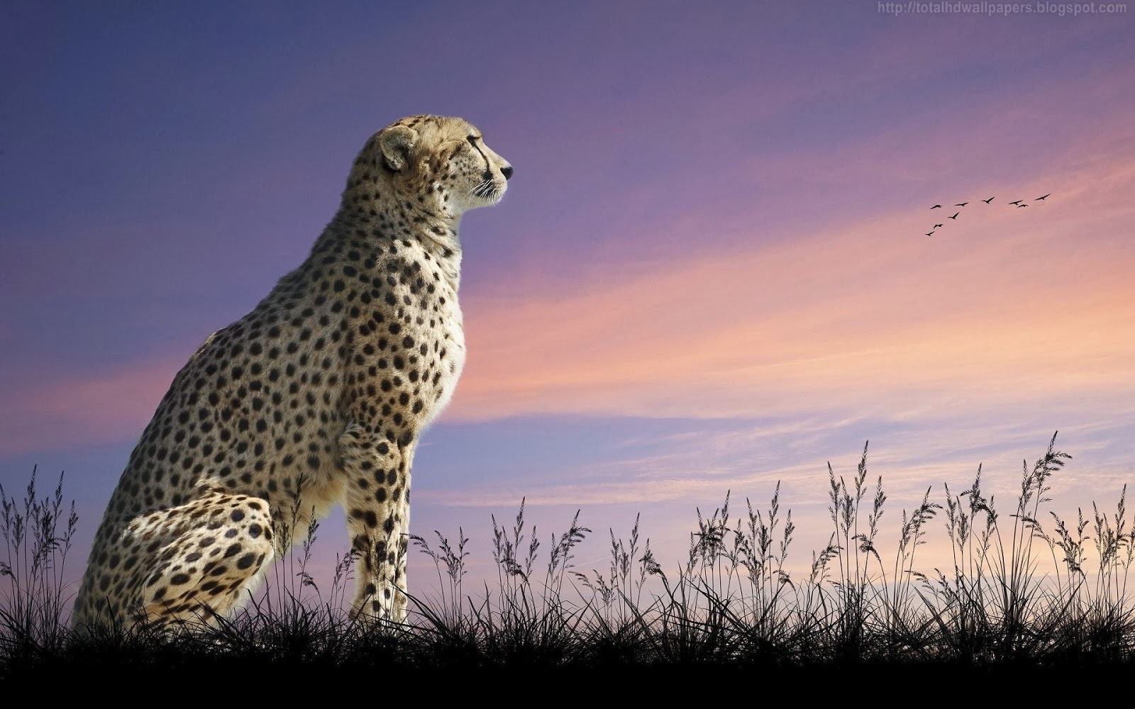 Beautiful Desktop Hd Wallpapers 1080p Cheetah Hd Wallpapers Afalchi Free images wallpape [afalchi.blogspot.com]