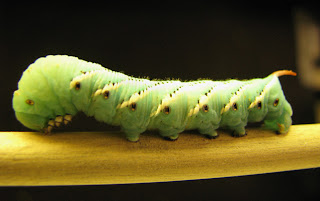 caterpillar