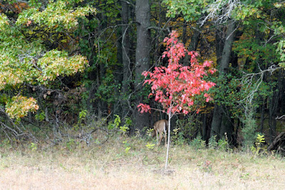 maple sapling at peak color