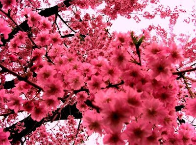 Cherry Blossom hd