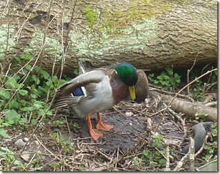 6 first duck nest