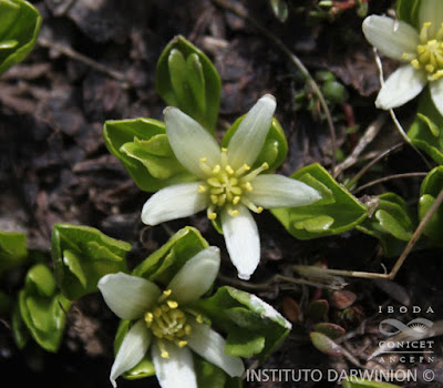 Calta de turbera (Caltha appendiculata)