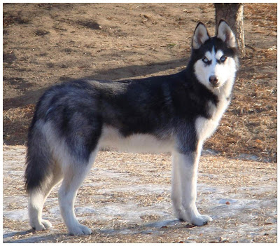 siberian-husky-dogs-101