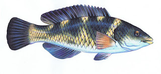 Gambar ikan