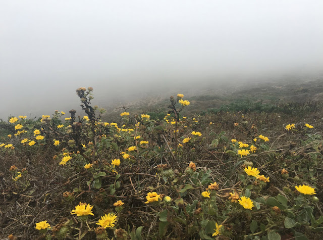 Point Reyes Fog, by Rachel Medanic