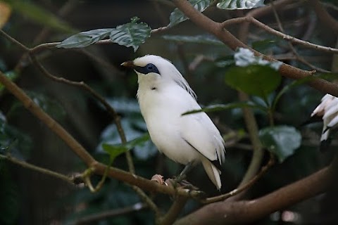 Burung dan Kucing