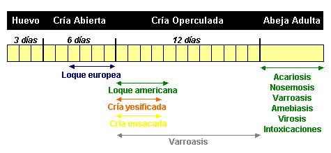 http://lafamiliapicola.blogspot.com/2015/10/pautas-considerar-en-una-revisacion.html