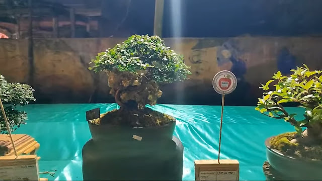 kontes bonsai cipanas