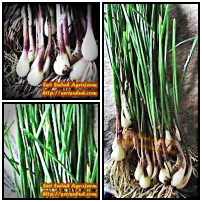 Lokio (Allium chinense)  Jualan Benih dan Koleksi Artikel 