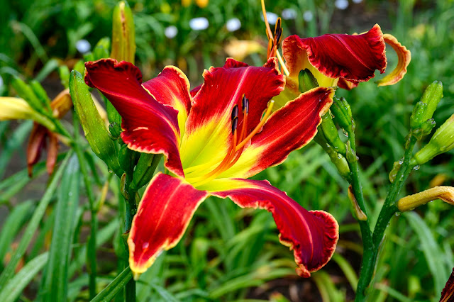 Blue Ridge Daylilies