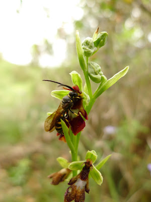 Ophrys insectifera. Imatge de Xavier Béjar