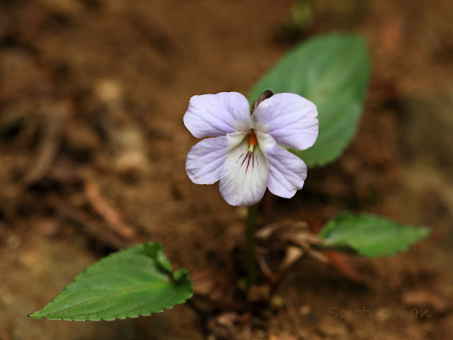 Viola bissetii